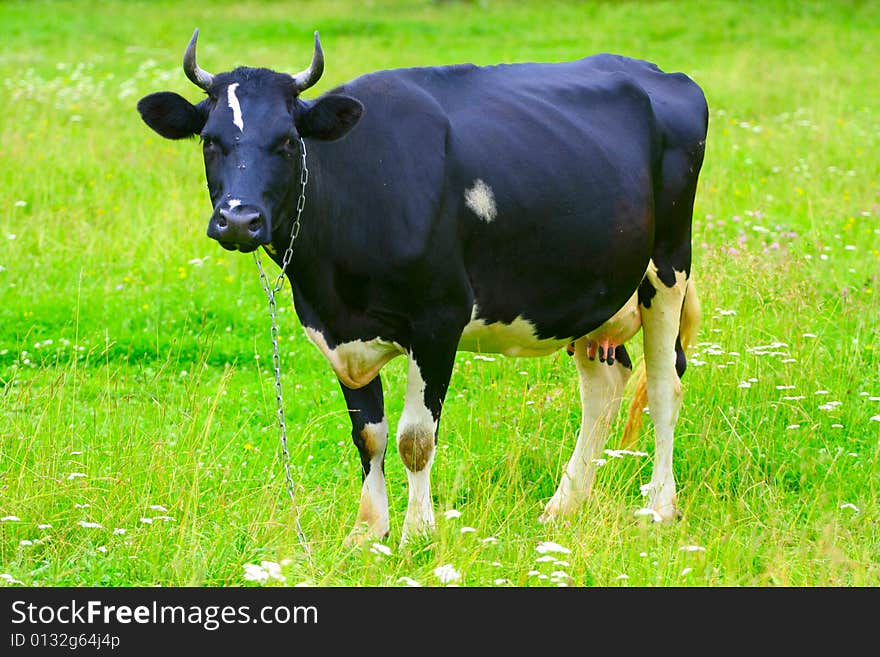 Cow In Pasture