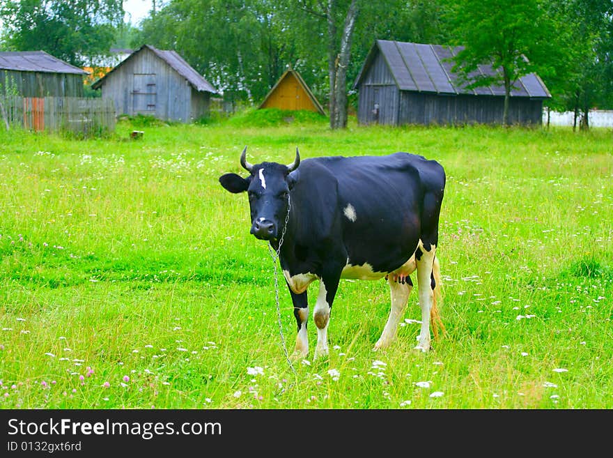 Cow in pasture