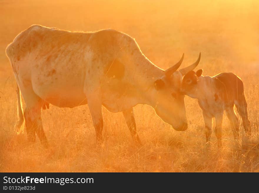 Nguni mother and calf