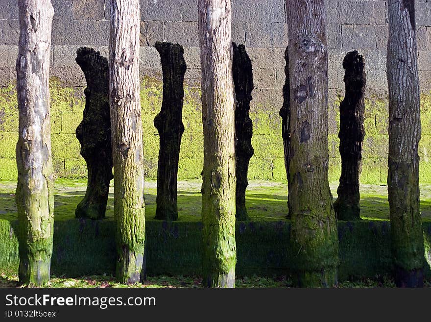 Breakwater from logs in Saint Malo, France