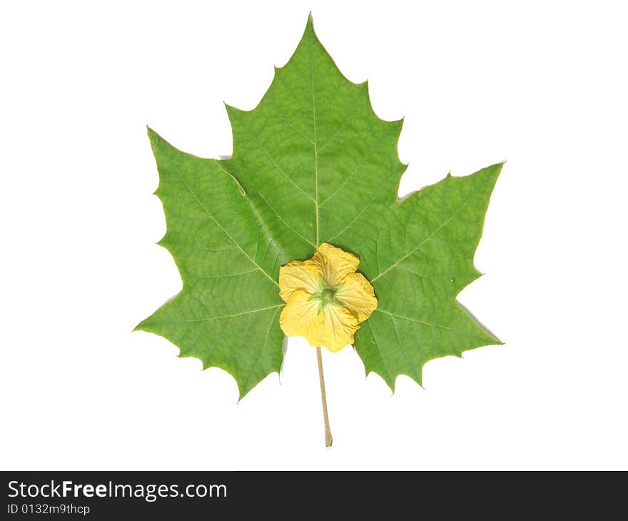 Green leaf and yellow flower with white back ground