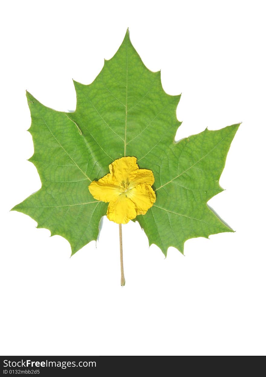 Green leaf and yellow flower with white back ground