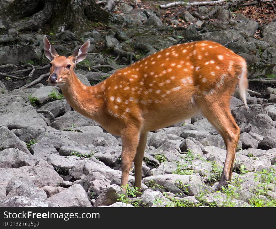 A sika deer (Cervus nippon). The she-deer on solonetz in summerly taiga of Russian Far East. South of Primorsky Region, nature state reserve Lazovsky. A sika deer (Cervus nippon). The she-deer on solonetz in summerly taiga of Russian Far East. South of Primorsky Region, nature state reserve Lazovsky.