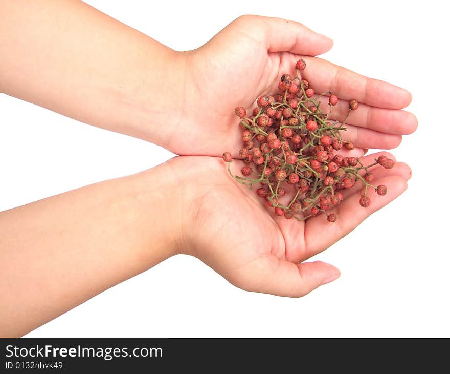 Szechuan pepper in hand with white background