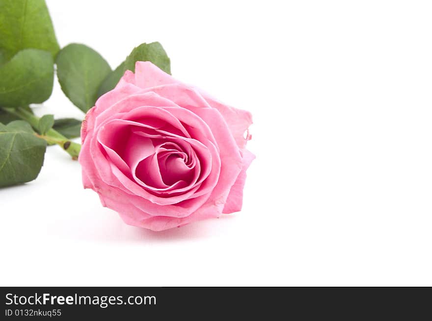 Pink rose isolated on a white background