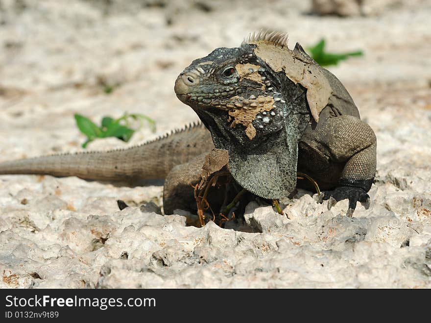 Wild sloughing Iguana of Caribbean Islands, Cayo Largo, Cuba. Wild sloughing Iguana of Caribbean Islands, Cayo Largo, Cuba