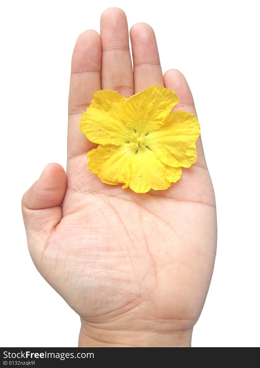 Yellow flower in hand with white background