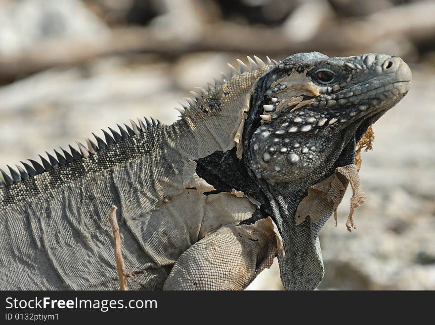 Wild sloughing Iguana of Caribbean Islands, Cayo Largo, Cuba. Wild sloughing Iguana of Caribbean Islands, Cayo Largo, Cuba