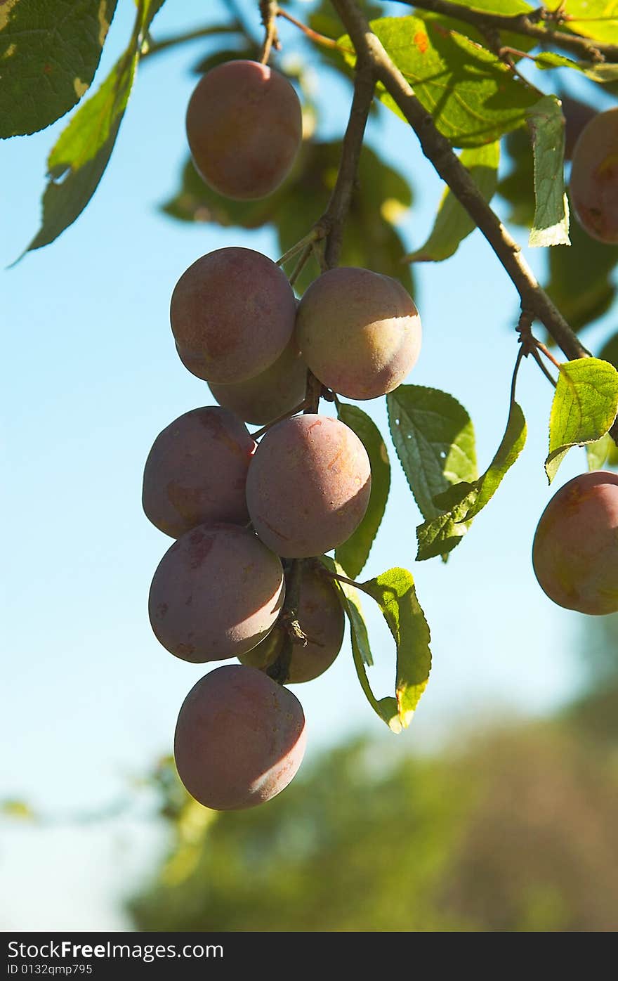 Bunch of plums growing on the tree. Bunch of plums growing on the tree.