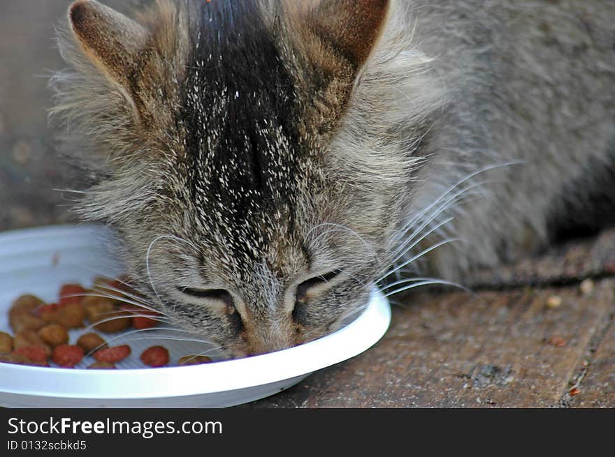 Lady-cat During A Meal