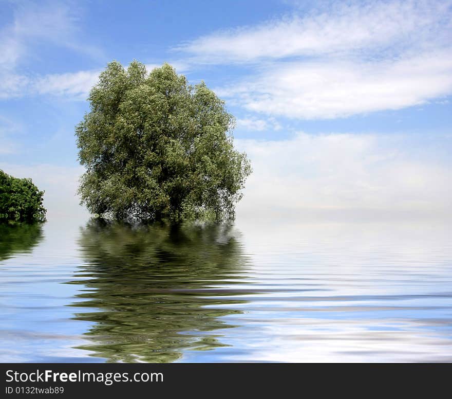 Tree in water and blue sky and clouds