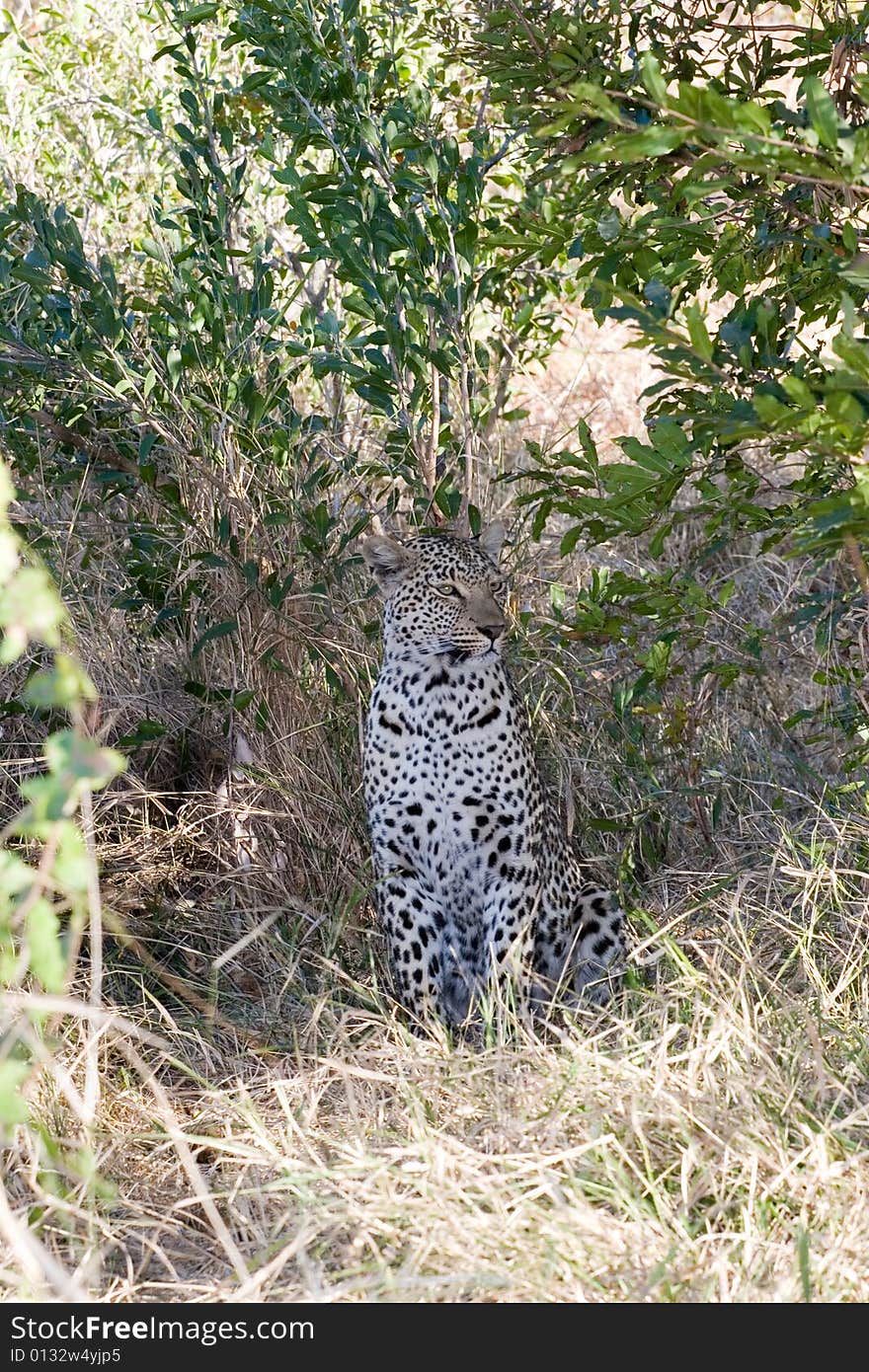 Female leopard