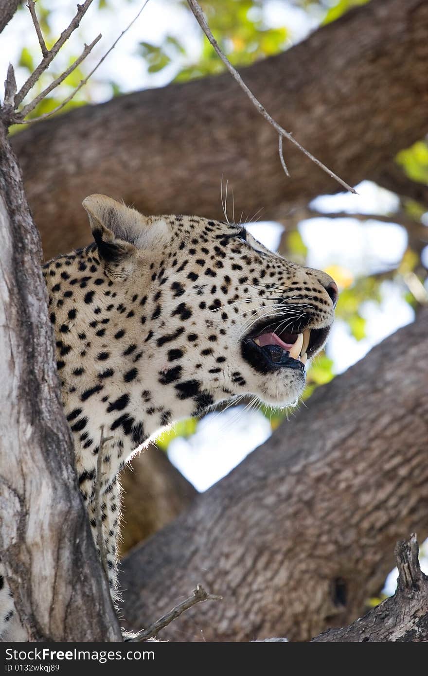 Female leopard