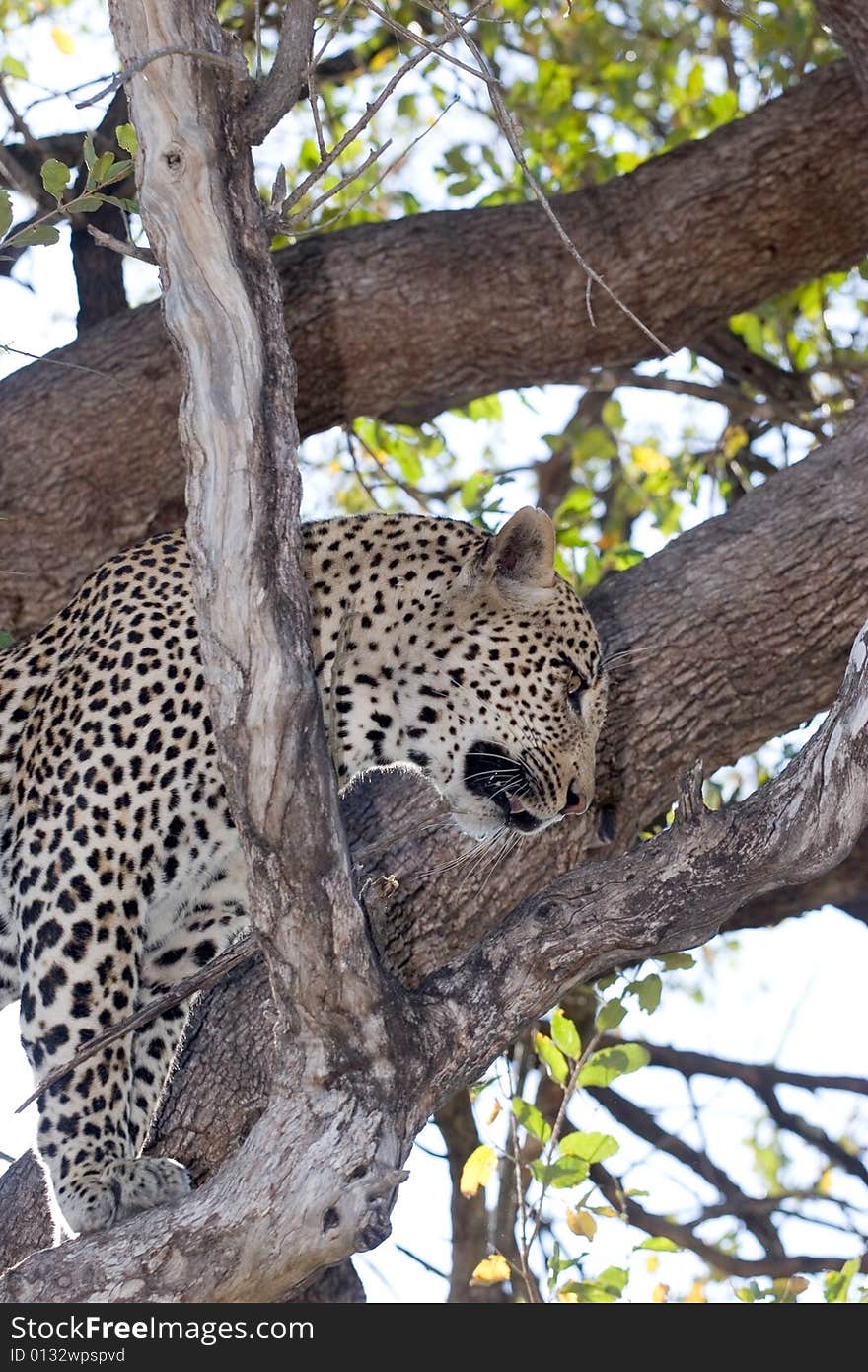 Male Leopard