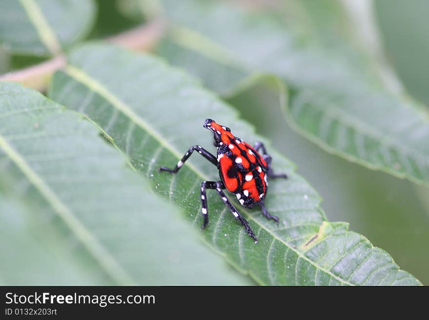 A little insect who has beatiful clothes is standing on the leave .How does he keep balance?