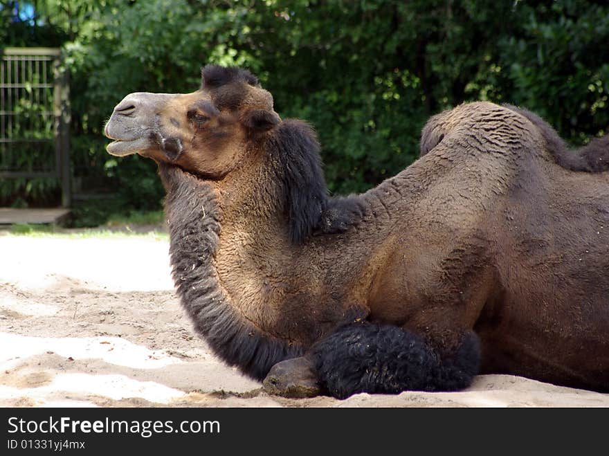 Camel