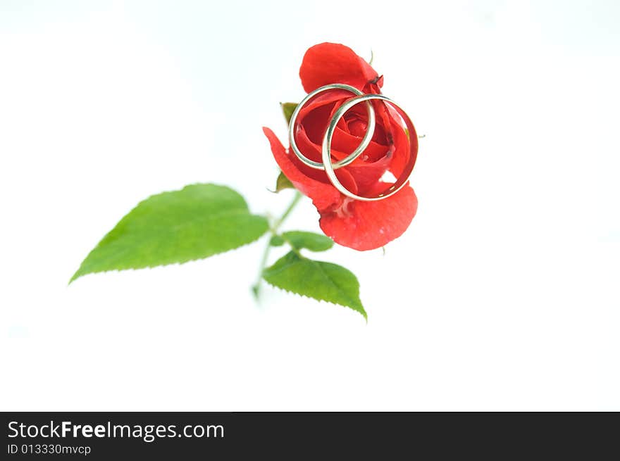 Wedding rings on a rose, white background