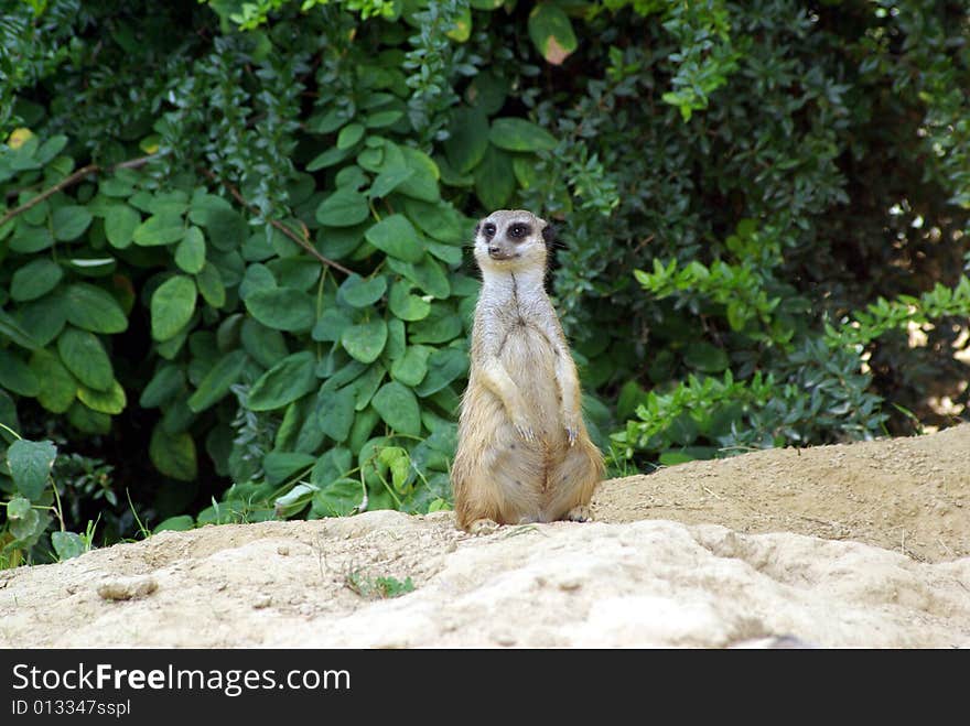 Meerkat is sitting on  a sand hill in front of some trees. Meerkat is sitting on  a sand hill in front of some trees