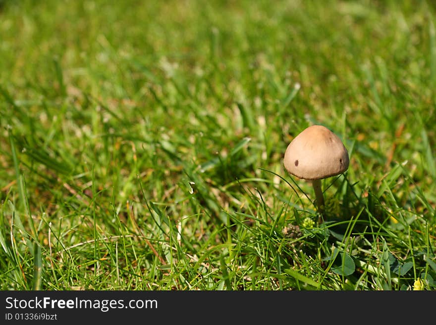 Toxic mushroom on a meadow