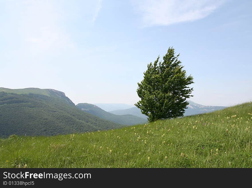 Alone Tree