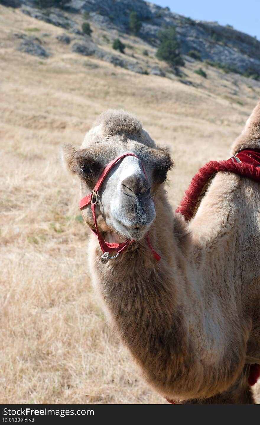 A shot of camel in asia