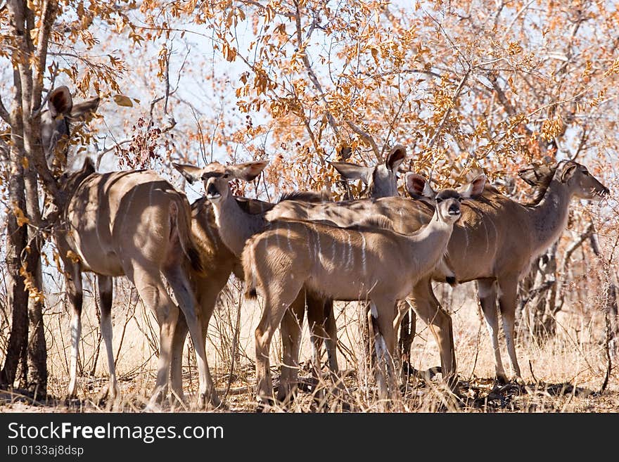 A group of kudu in the shadow of the trees of the kruger park in south africa. A group of kudu in the shadow of the trees of the kruger park in south africa