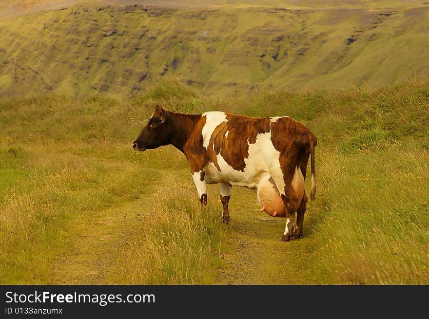 A cow with a lot of milk on a green grass. In the background there are green hills.