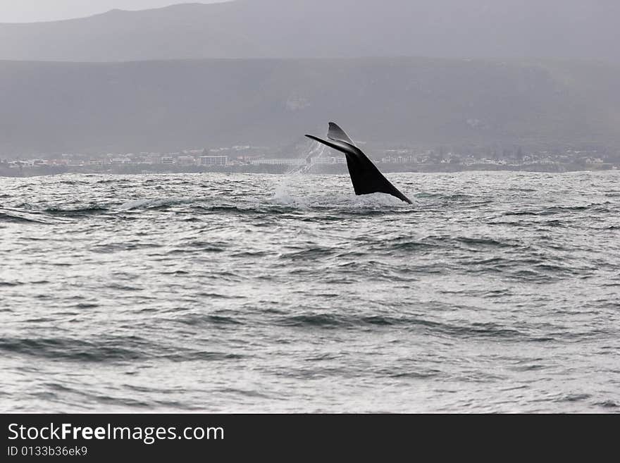 Whale tail