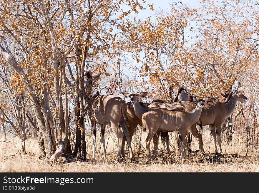 A group of kudu in the kruger park, resting in the shadow of trees. A group of kudu in the kruger park, resting in the shadow of trees