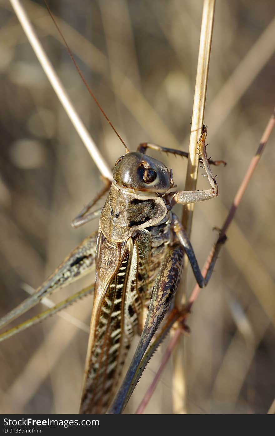 A macro shot of grasshopper