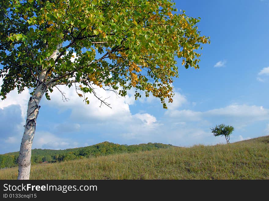 Under clear skies the White Birch