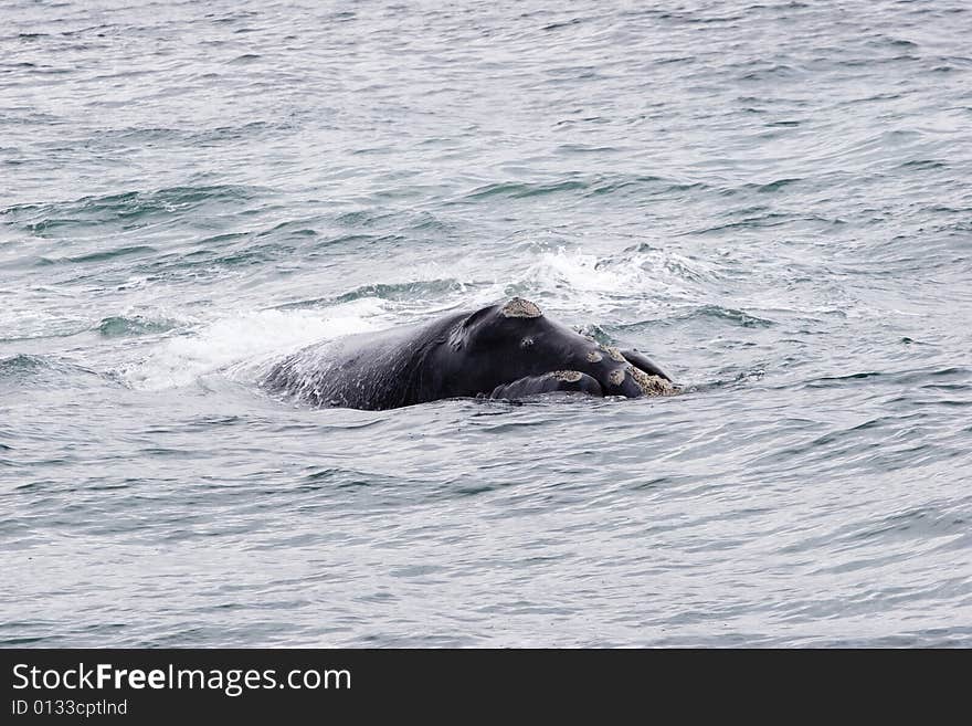 Whale portrait