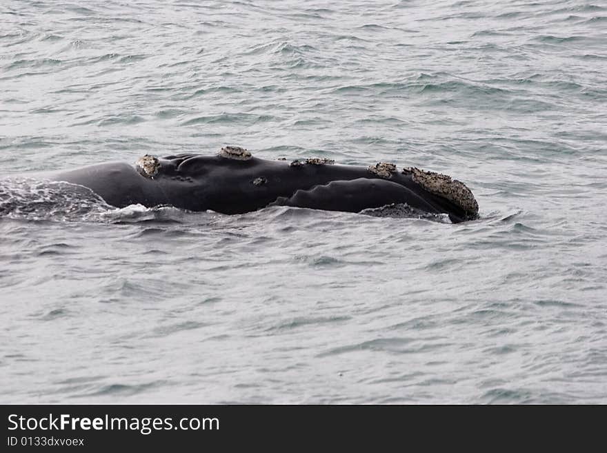 Whale portrait