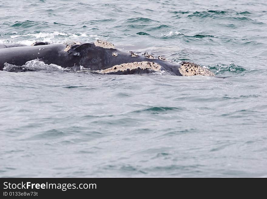 Whale portrait