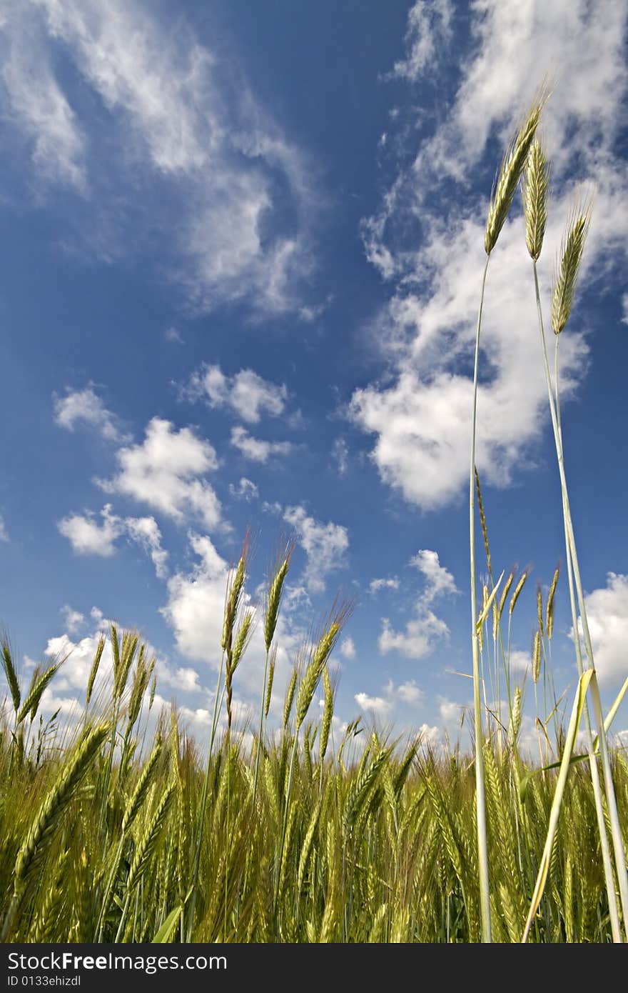 Wheat on a blue sky