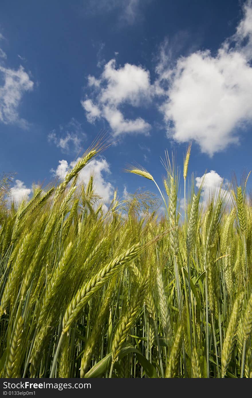 Wheat on a blue sky