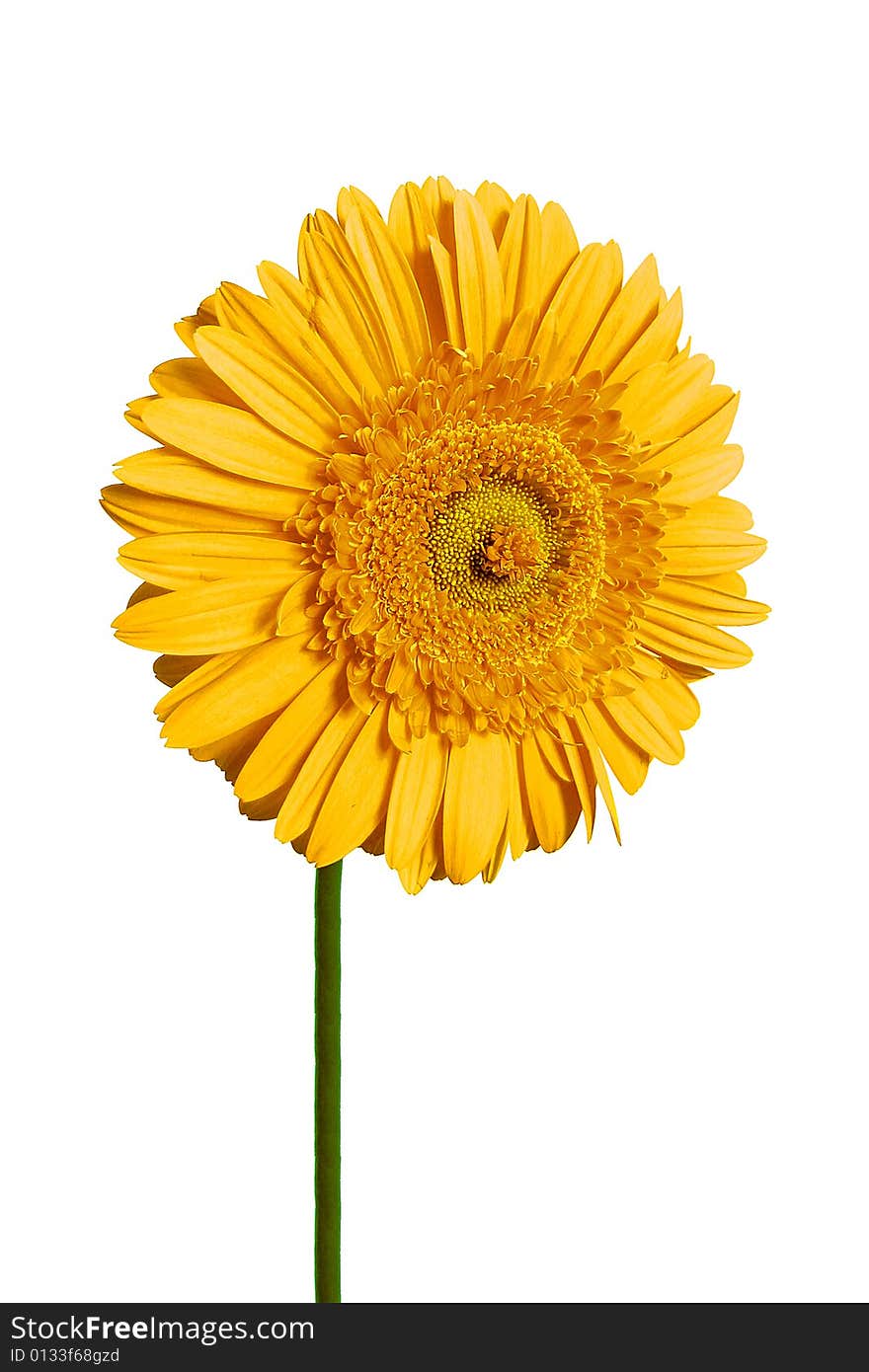 So nice sunny yellow gerbera