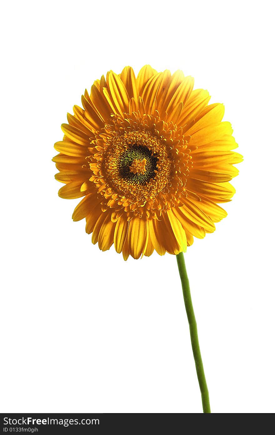 Yellow gerbera is so beautiful