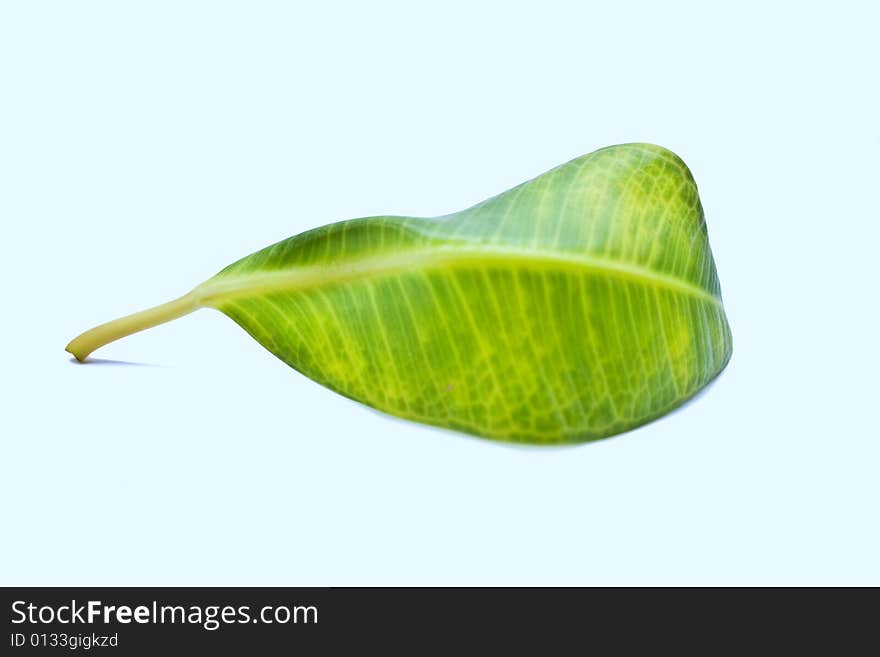 Leaf plants on blue background. Leaf plants on blue background