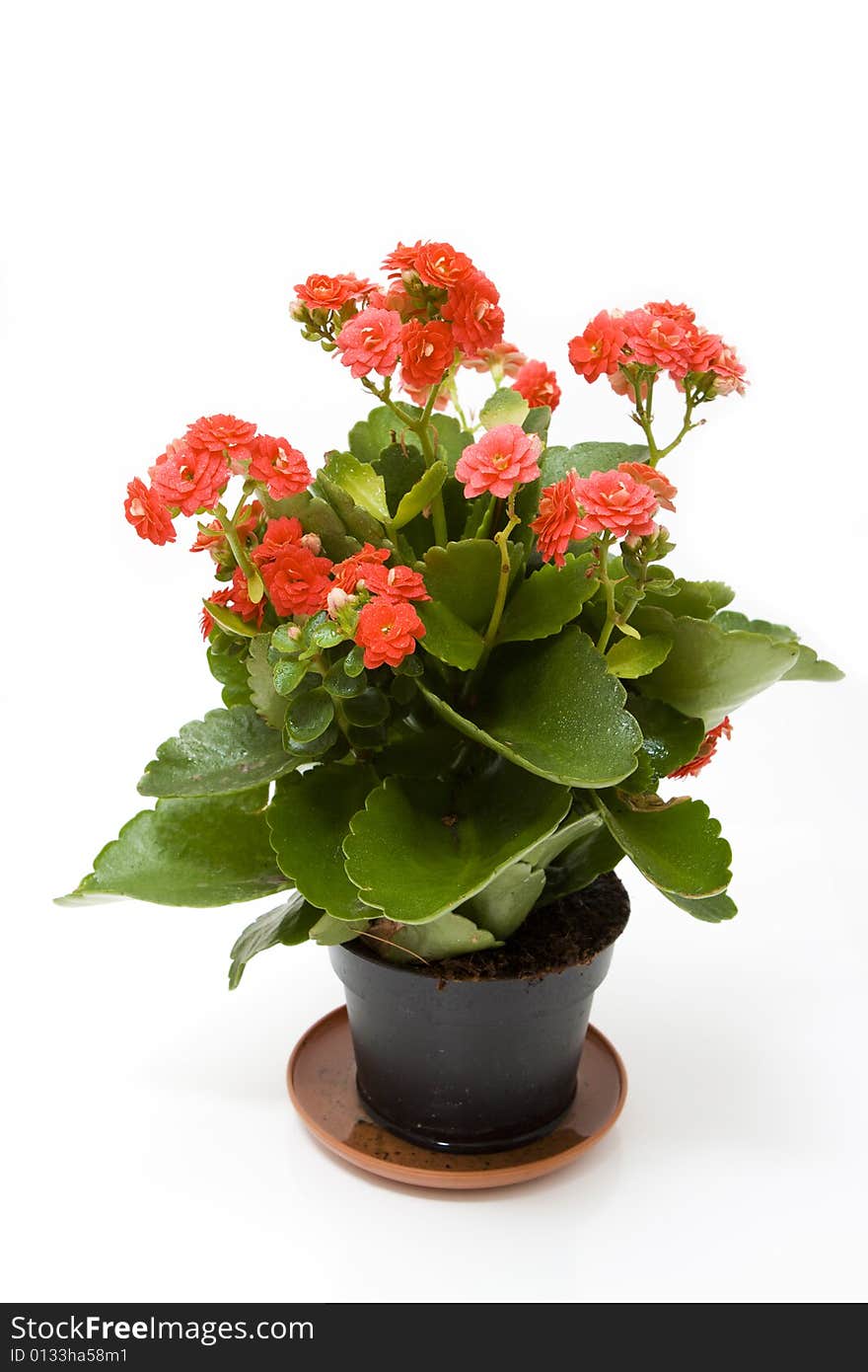 Isolated rosette in a pot on white. Isolated rosette in a pot on white