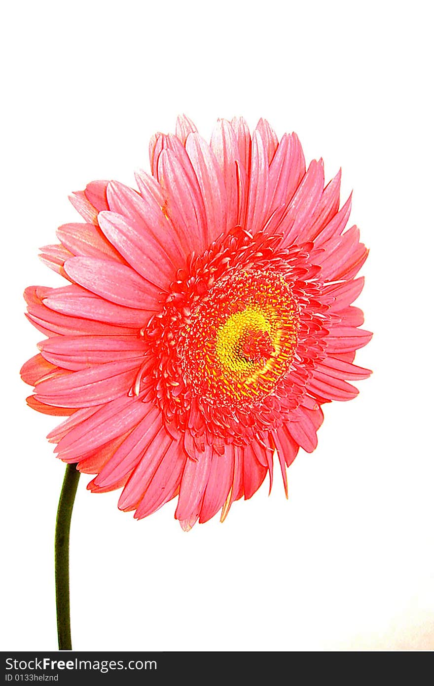 Rosy gerbera is so nice