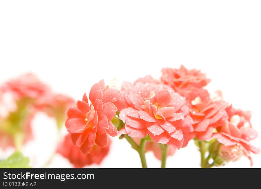 Isolated rosette flowers with drops