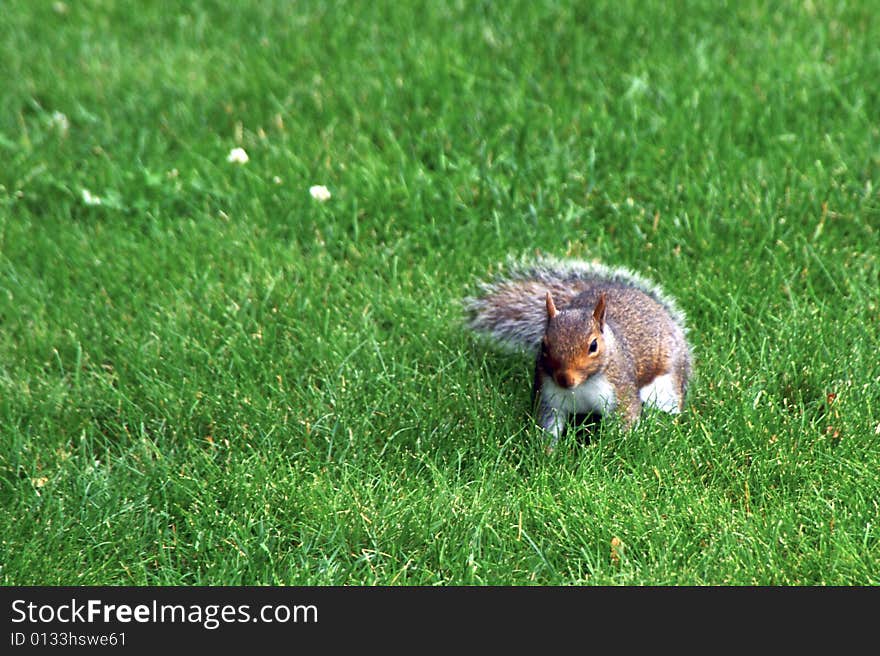 Walking squirrel