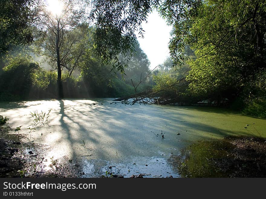 landscape with tree and tree shadow on duckweed