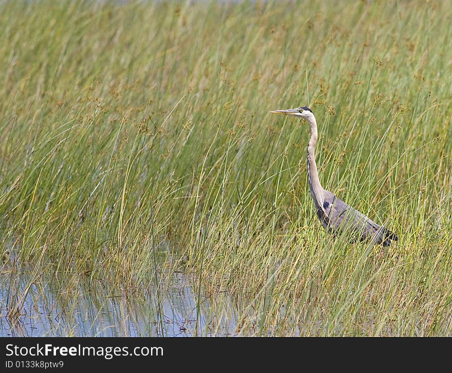 Great Blue Heron in Reeds