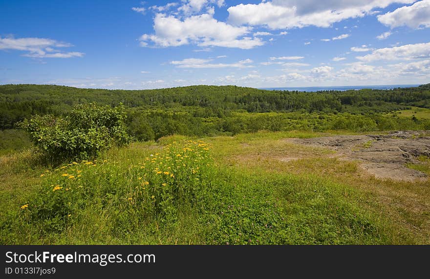 Vast Forest Landscape