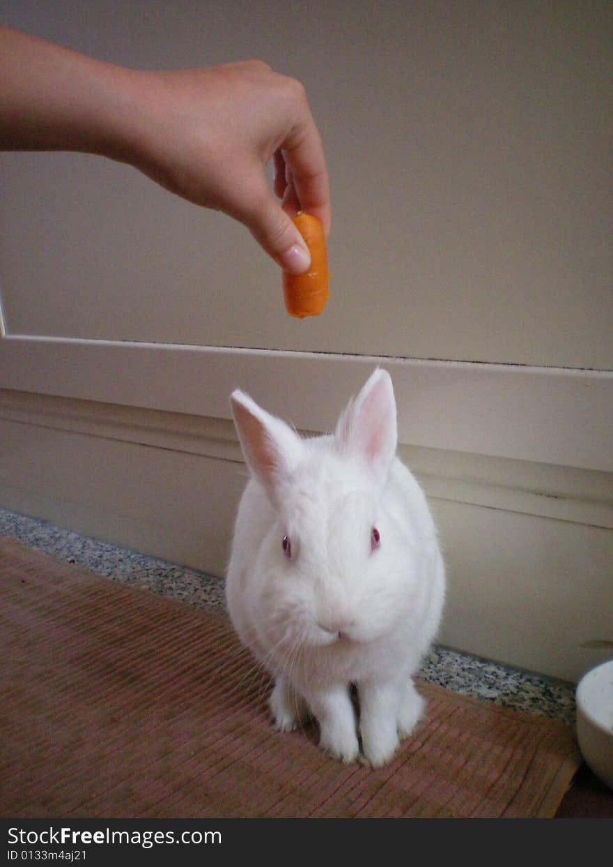 A white rabbit wants to eat a carrot