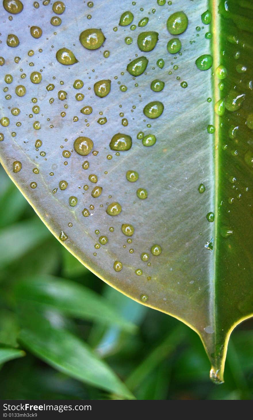 Some drops on a green leaf. Some drops on a green leaf