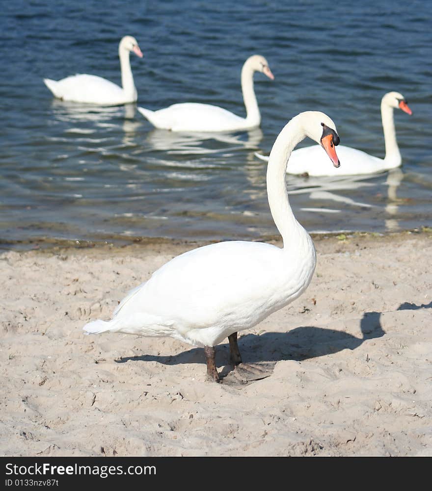 Swan Formation