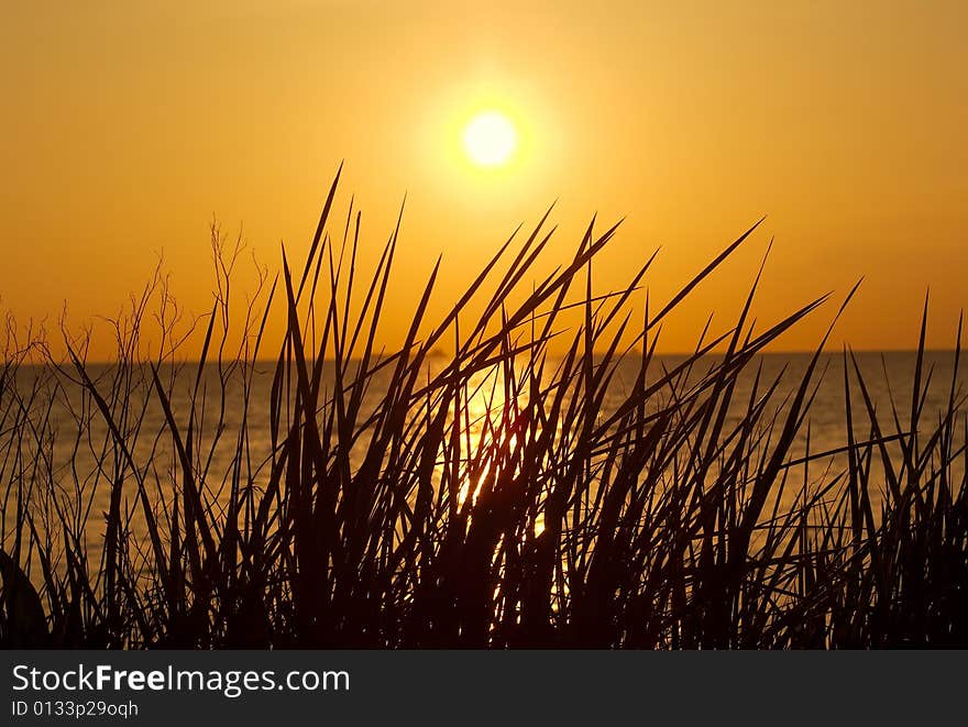 Reed at sunset backlit by the summer sun